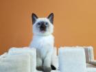 Thaikatze alte Art der Siam Kater Siamkater